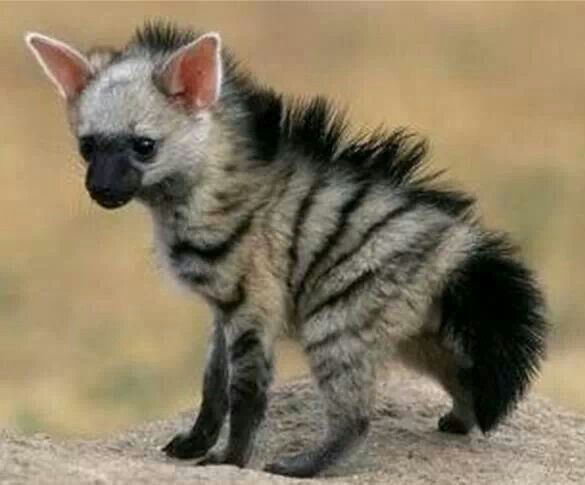 baby aardwolf that looks like a hyena